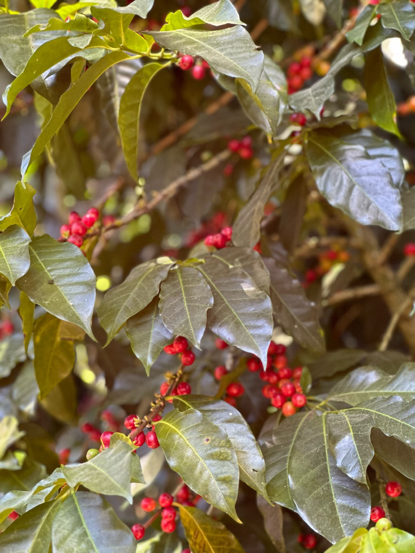 Ripening coffee cherries on the branch at origin