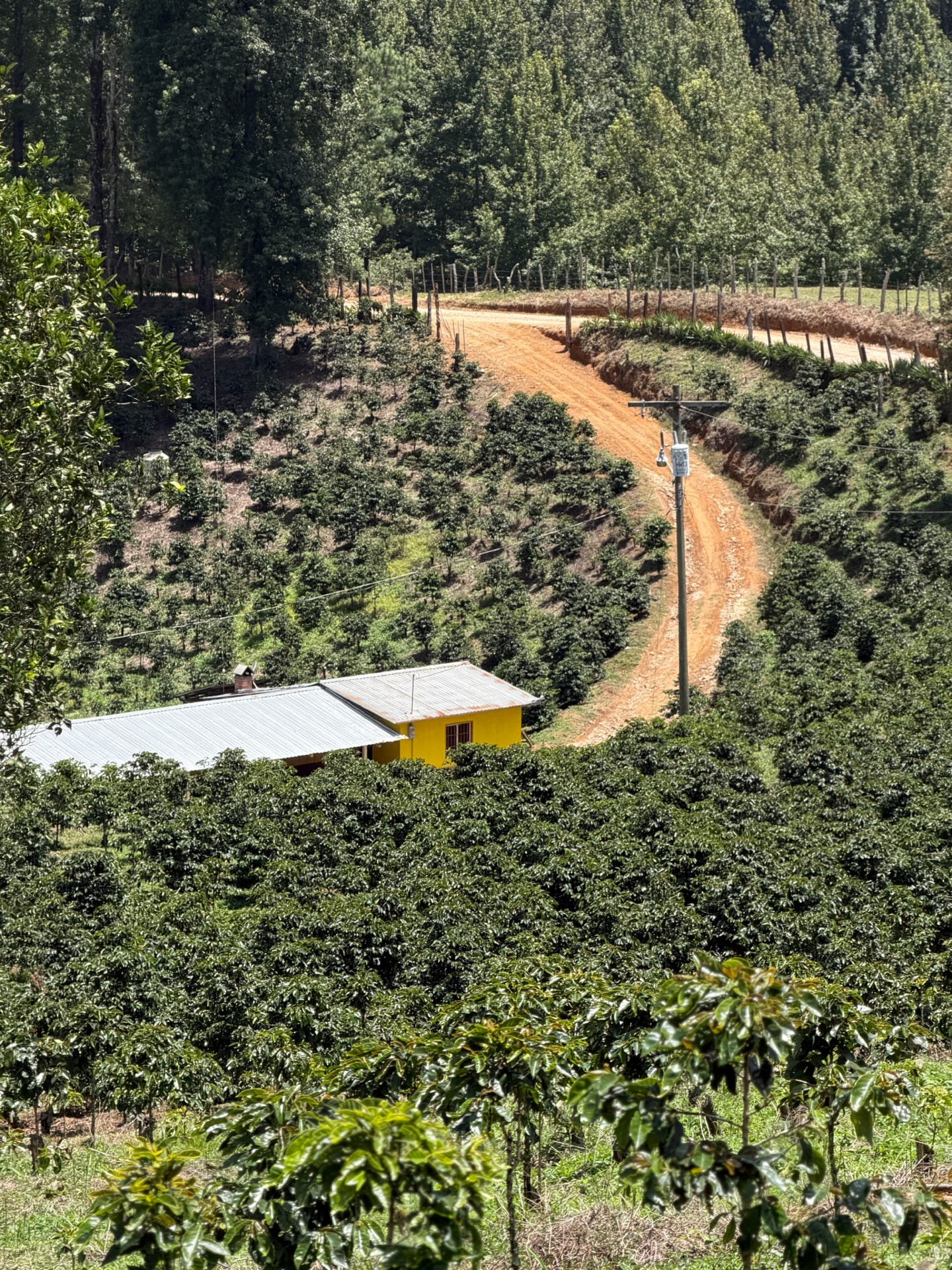 Honduran hillside coffee plantation with a winding dirt road and forested ridge