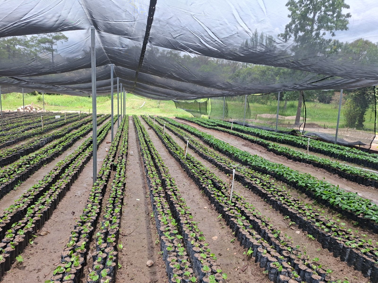 Waca Farms — photo 4